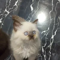 برتیش لانگهیر پسر|گربه|تهران, تهرانسر مرکزی|دیوار