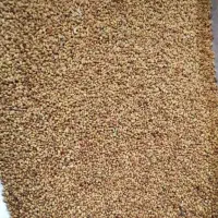 بذر یونجه درجه یک