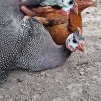 مرغ شاخدار و خروس دو رگه محلی و لاری|حیوانات مزرعه|مزرعه کتول, |دیوار