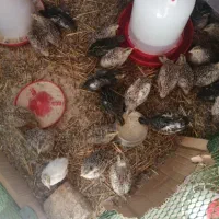 بلدرچین و خروس