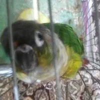 معاوضه با اهلی یا فروش