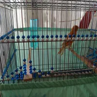 قناری|پرنده|سمیرم, |دیوار