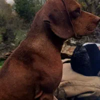 سگ شکاری ترافل حرفه ای