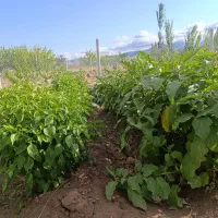 باغ 1000متری سنددار دولت آباد مرند|فروش دفتر صنعتی، کشاورزی، تجاری|مرند, |دیوار