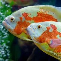 قبول واگذاری رایگان ماهی آکواریوم آب شیرین