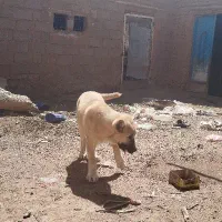 توله|سگ|باخزر, |دیوار