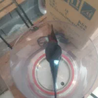 دستگاه شیر داغ کن|کافی‌شاپ و رستوران|رشت, چله خانه|دیوار