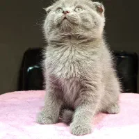 بچه گربه اسکاتیش خرسی