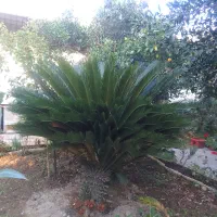 فروش گل سیکاس ۱۵ ساله