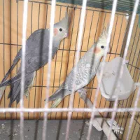 عروس هلندی