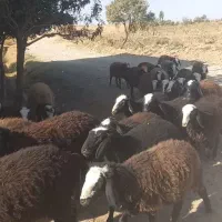 تعداد ۱۰۰رس بره ماده اصیل شال همه یک دست|حیوانات مزرعه|شال, |دیوار