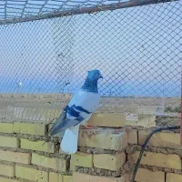 ‌کفتر|پرنده|خرمشهر, |دیوار