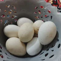 تخم غاز دونه ۴۰