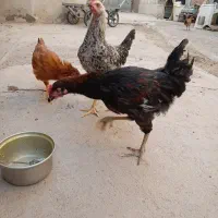 نوچه مرغ|حیوانات مزرعه|قم, تعویض پلاک|دیوار