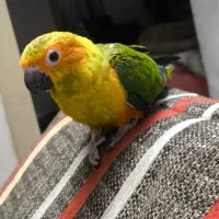 جوجه خورشیدی