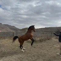 اسب عرب ایرانی