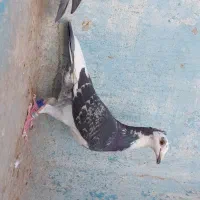 پلاکی عراق مسابقاتی کاکلی|پرنده|اهواز, کمپلو شمالی|دیوار