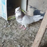 کبوتر طوقی، شازده سبز،سبز کاشانی، قهوه ای، دورگ|پرنده|مبارکه, |دیوار