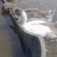 فروش خروس و غاز