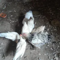 مرغ|حیوانات مزرعه|رشت, کوی قدس|دیوار