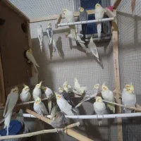 عروس هلندی