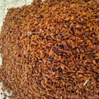 کشمش آفتابی
