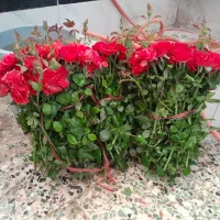 گل رز|گل و گیاه طبیعی|دزفول, |دیوار