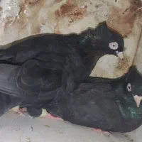 یه جفت سیاه ذاغ|پرنده|کوه چنار, |دیوار