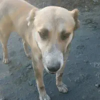 فروش سگ سرابی مخصوص گله داری و نگهبانی|سگ|زرند, |دیوار