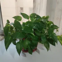 گل پتوس|گل و گیاه طبیعی|پرند, فاز ۳|دیوار