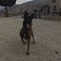 واگزاری ماده مالینویز