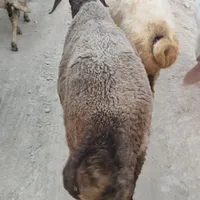 قوچ
