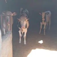 گوساله درجه یک
