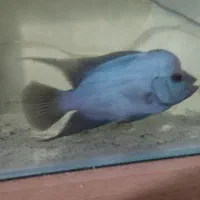 فلاور نر بلو تایسلیک