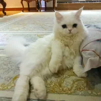 گربه|گربه|تهران, فرمانیه|دیوار