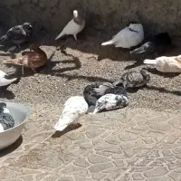 کفتر|حیوانات مزرعه|تربت جام, کشتارگاه|دیوار