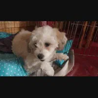 واگذاری شیتزو