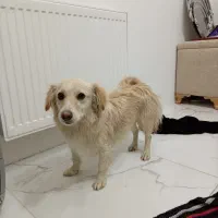 واگذاری پامر اشپیتز|سگ|مشهد, کشف|دیوار