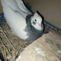 طوق سبز ماده