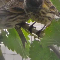 گلبسر وسهر|پرنده|خرمشهر, |دیوار