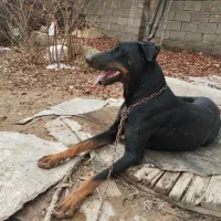 سگ دوبرمن|سگ|دورود, |دیوار