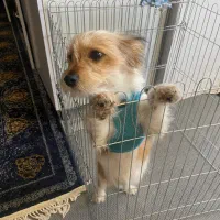 واگذاری پودل میکس نر خانگی