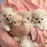 پامرانین خرسی عروسکی