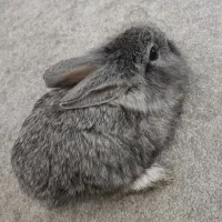 خرگوش لوپ بامزه (اهلی)|موش و خرگوش|تبریز, |دیوار