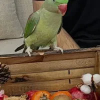 شاه طوطی ۶ ماهه نر (برگه تعیین جنسین)کاملا دستی|پرنده|کرج, کمال‌شهر|دیوار