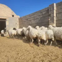 گوسفند میش بره|حیوانات مزرعه|مروست, |دیوار