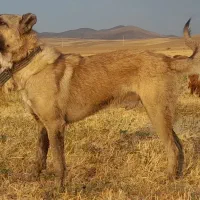 سگ سرابی جوان مناسب گله و نگهبانی