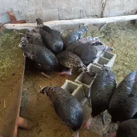 بوقلمون|حیوانات مزرعه|داراب, |دیوار