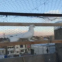 غریب گیری|پرنده|محمدشهر, محمدشهر|دیوار