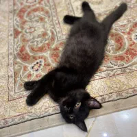 پسر اسکاتیش موکوتاه